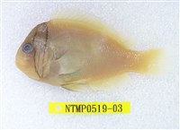 藏品(白條海葵魚)的圖片